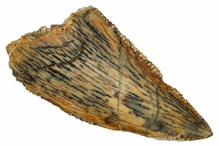 Serrated, Raptor Tooth - Real Dinosaur Tooth #275075